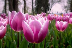 Rosa tulipas papel de parede ou tela de pintura foto. tulipas dentro a Primavera dentro uma público parque foto