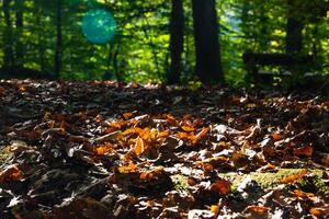 caído folhas em a floresta chão. exuberante floresta em a fundo foto