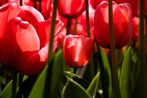 Rosa tulipa imprimível ou tela de pintura impressão foto. foto