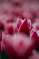 Rosa tulipa dentro foco. vertical Primavera flores foto. foto