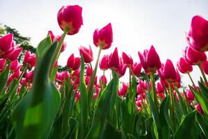 tulipas foto. Largo ângulo Visão do Rosa tulipas a partir de abaixo. foto