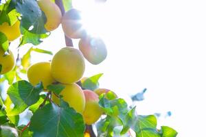 damascos e raios solares. saudável fruta Produção fundo foto