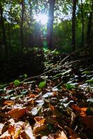 plantas e luz solar dentro a floresta. biodiversidade vertical fundo foto