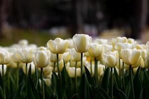 lindo branco tulipas. branco tulipa imprimível papel de parede foto. foto