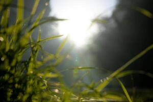 embaçado natureza fundo. desfocado gramíneas ou plantas e luz solar foto