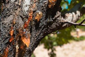 Castanho resina gotas em a Damasco árvore dentro foco. foto