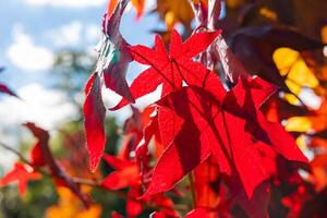 vermelho outono folhas em a árvore dentro foco foto