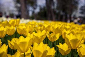 Primavera flores amarelo tulipas dentro a parque. emirgan parque dentro Istambul foto