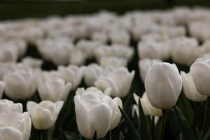 branco tulipas dentro a parque. Primavera flores fundo foto