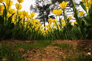 amarelo tulipa cama dentro a público parque. tulipas a partir de abaixo dentro Largo ângulo Visão foto