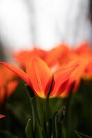 pétalas do a laranja tulipa dentro foco. Primavera flores fundo vertical foto
