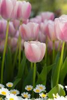 Rosa e branco tulipas vertical foto. Primavera flores imprimível foto