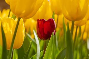 uma vermelho tulipa entre a amarelo tulipas. ser solitário ou diversidade conceito foto