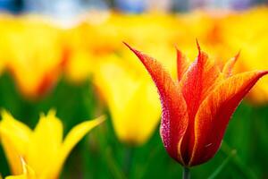 laranja tulipa com água gotas dentro foco. Primavera Flor conceito foto