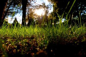 gramíneas e luz solar. carbono internet zero conceito foto