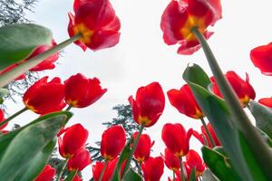 baixo ângulo tiro do vermelho tulipas dentro a parque. foto
