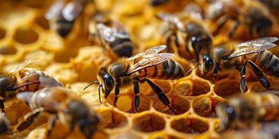 ai gerado querida abelhas trabalhando em favo de mel. fechar-se bandeira, Primavera e verão fundo. apicultura, animais selvagens e ecologia conceito. foto