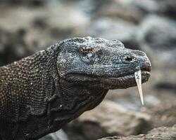 Komodo Dragão em praia, Komodo ilha, leste Nusa tenggara, Indonésia foto