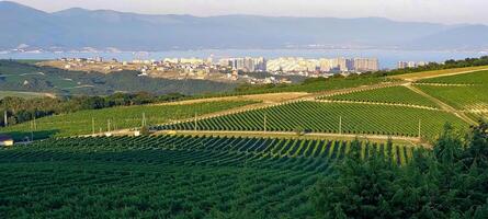 cidade panorama montanhas e uva Campos foto