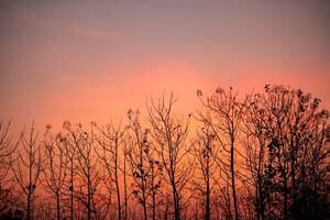 ramo do uma alta árvore dentro a tarde às pôr do sol em uma laranja quente céu fundo, verão, Primavera estação foto