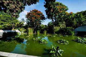 lago com lírios dentro a parque dentro porto de la cruz. norte tenerife, canário ilhas, Espanha foto