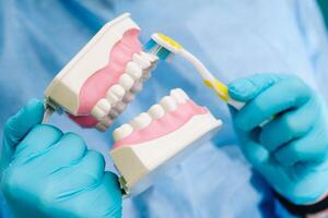 uma modelo do uma humano mandíbula com dentes e uma escova de dente dentro a Dentistas mão foto