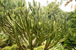 cactos em a declives do pedras em a ilha do tenerife.grande cactos dentro a montanhas.canário ilhas, Espanha foto