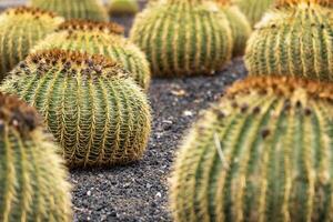 ampla cactos em a ilha do tenerife.canary ilhas, Espanha foto