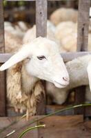 divertido ovelha retrato. doméstico animais às Fazenda. foto