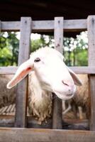 divertido ovelha retrato. doméstico animais às Fazenda. foto