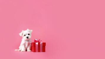 ai gerado bandeira com uma branco cachorro sentado Próximo para vermelho presente caixa com Rosa seda fita suave Rosa fundo. cópia de espaço. namorados dia conceito foto