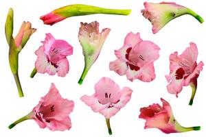 gladíolo flor isolado em uma branco fundo, recorte caminho incluído para fácil seleção foto