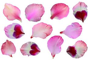 gladíolo flor pétalas coleção isolado em uma branco fundo, recorte caminho incluído para fácil seleção foto