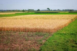 agrícola campo do trigo dentro a campo do Bangladesh, Ásia foto