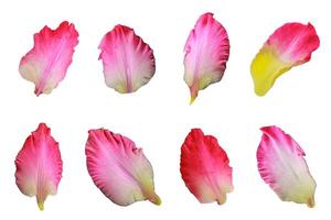 gladíolo flor pétalas coleção isolado em uma branco fundo, recorte caminho incluído para fácil seleção foto