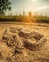 ocidental hognose cobra, heterodonte nasicus foto