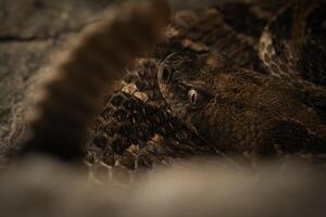 madeira cascavel, crotalus horridus foto