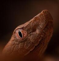 Oriental copperhead cobra, agkistrodon contortriz foto