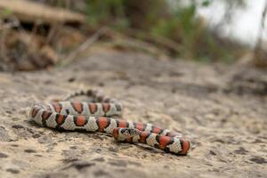 ocidental leite cobra, lampropeltis gentilis foto