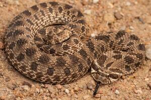 ocidental hognose cobra, heterodonte nasicus foto