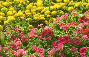 a textura de um grande número de flores coloridas diferentes plantadas em um canteiro de flores foto