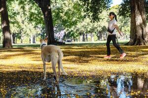 mulher tocam com dela animal dentro a parque. foto