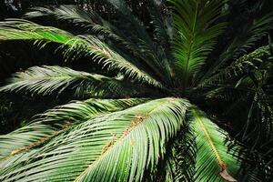 samambaia Palma sagu Palma cycas revoluta fechar acima foto