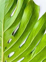 verde monstera folhas fechar acima em branco fundo. macro tiro com cópia de espaço. botânico e tropical natureza conceito Projeto para papel de parede ou poster. foto