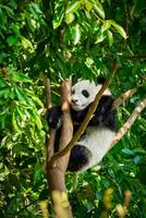 gigante panda Urso dentro China foto