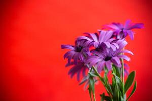 lindo branco e roxa osteospermum flores em vermelho fundo foto