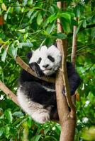 gigante panda Urso dentro China foto