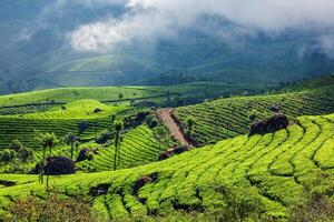 plantações de chá verde em munnar, kerala, índia foto