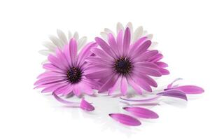 lindo branco e roxa osteospermum flores em branco fundo foto