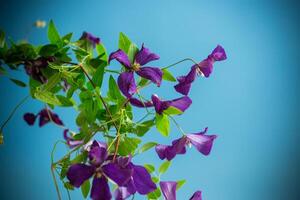 lindo florescendo clematis em uma azul fundo foto